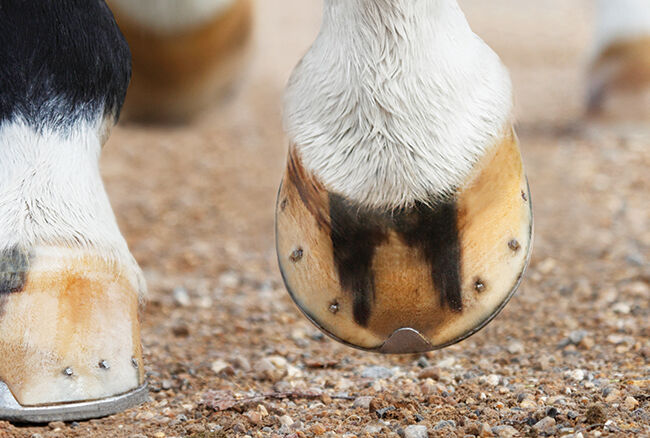 horses hooves