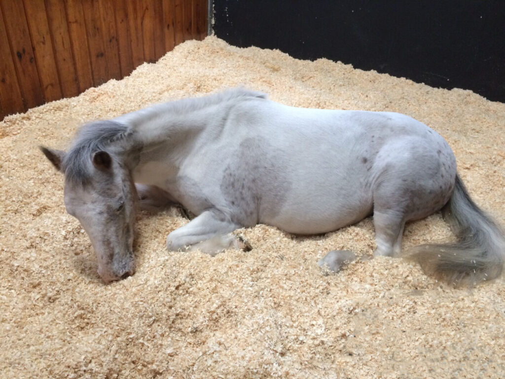 pony lying down in stable