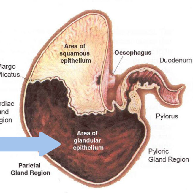 Horse's stomach showing area where EGGD occurs