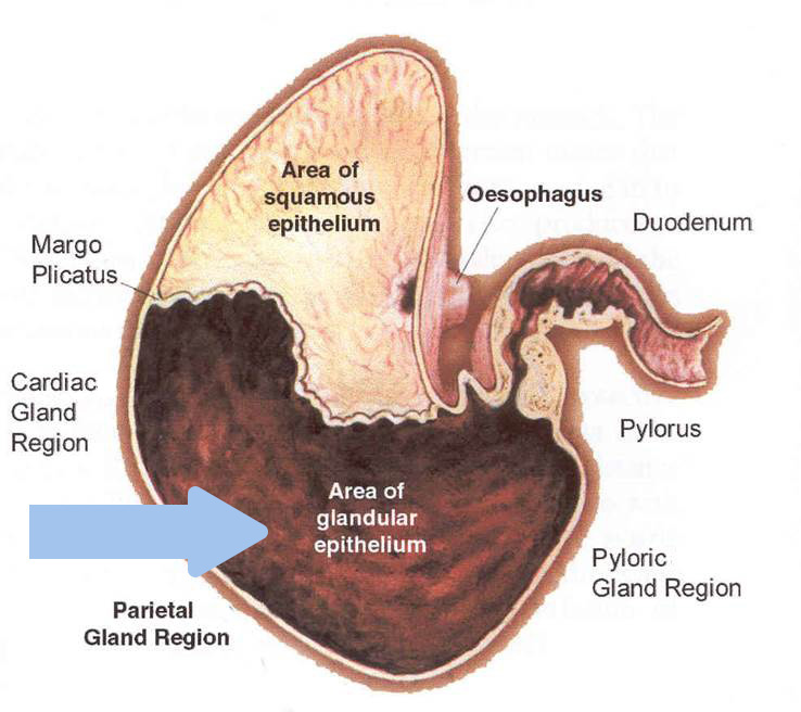 Horse's stomach showing area where EGGD occurs