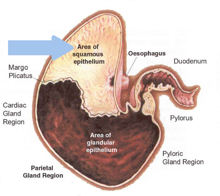 Horse's stomach showing area where EGSD occurs