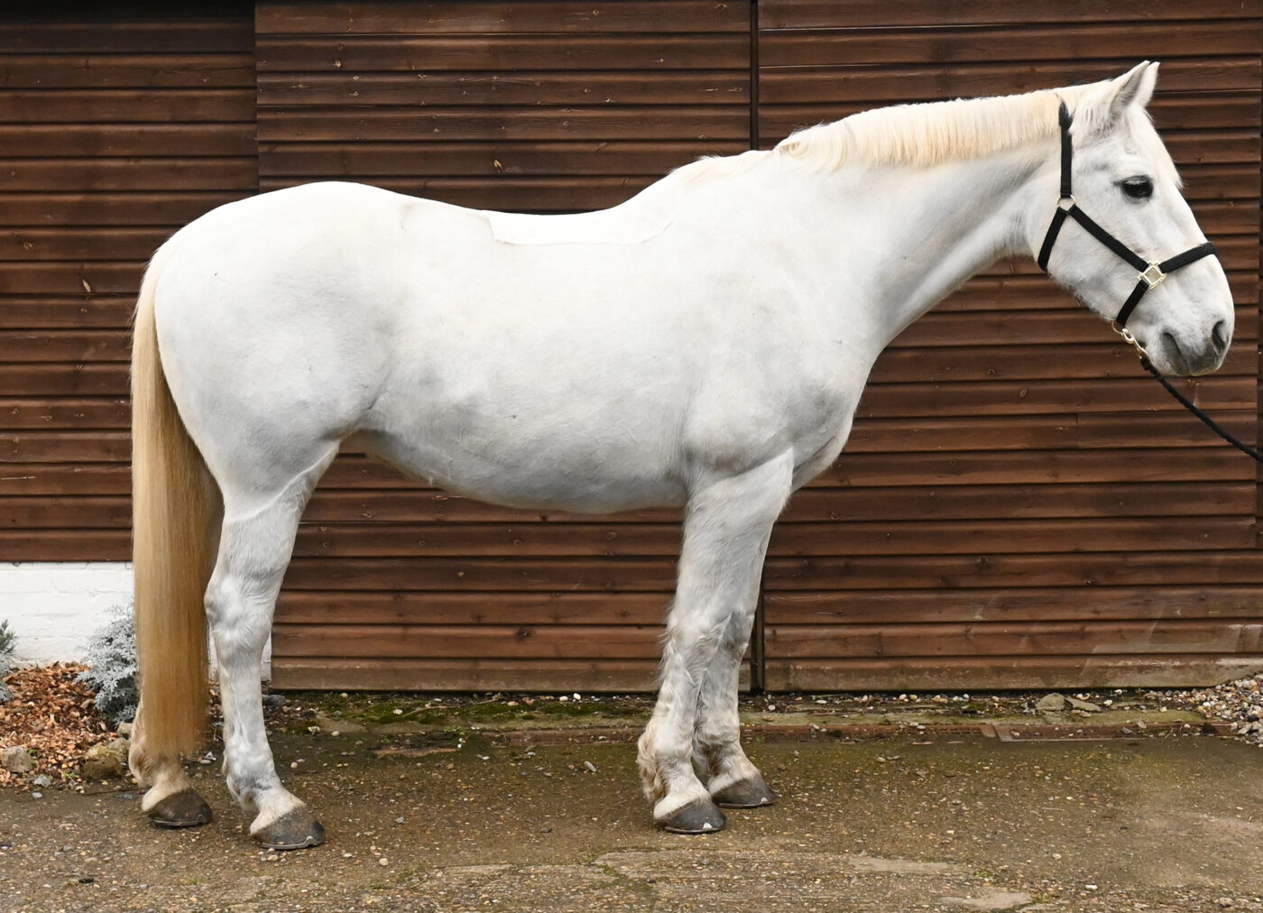 Toffee, ARU Writtle