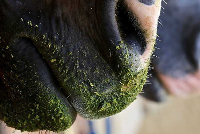horse mouth