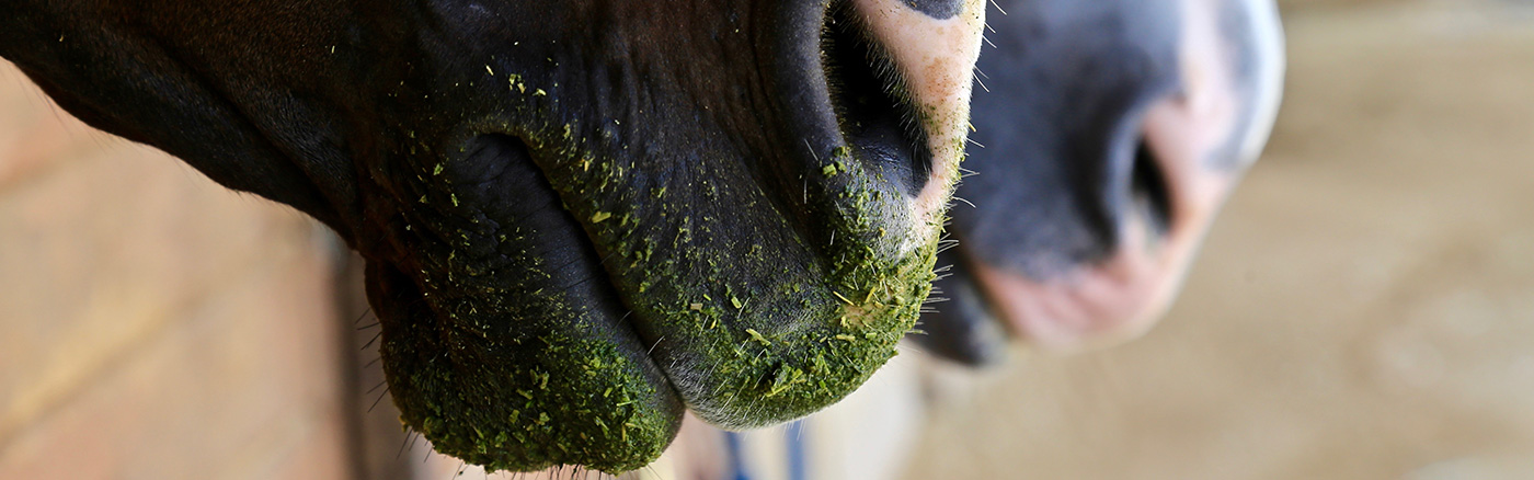horse mouth