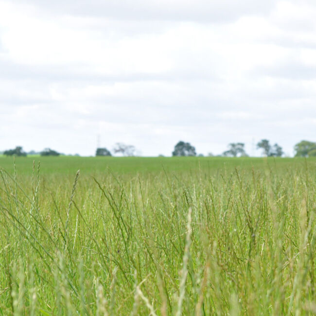 grass field