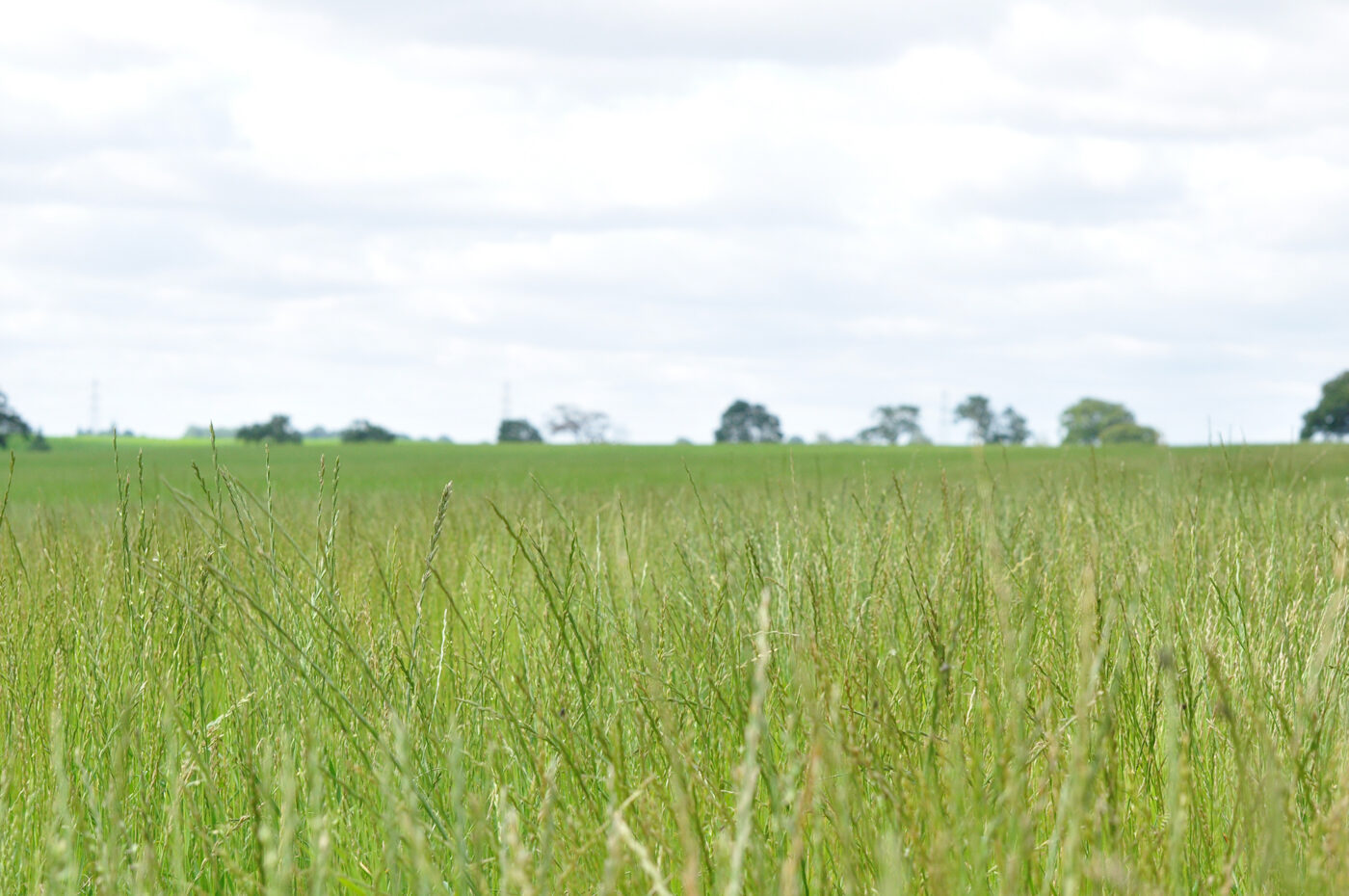 grass field