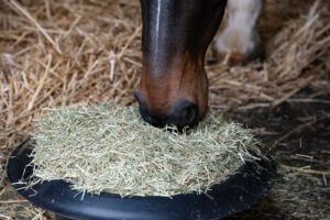 horse eating dried grass