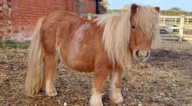 Damson, the Shetland Pony turns 40!