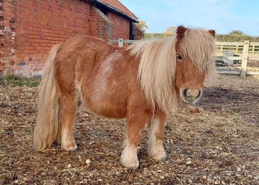 Damson, the Shetland Pony turns 40!