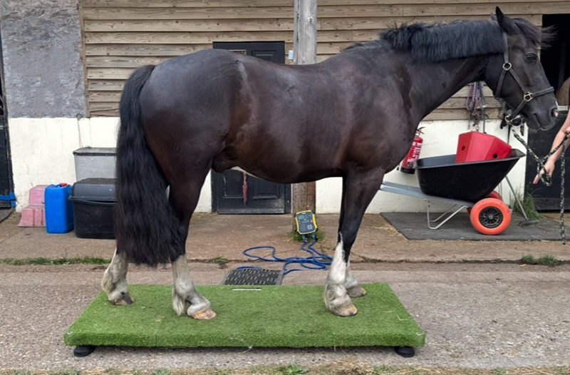 Horse standing on weighbridge