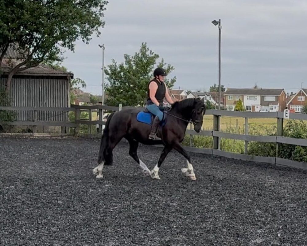 Horse and rider schooling
