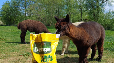 Alpaca standing in field with a bag of Dengie Alfalfa Pellets