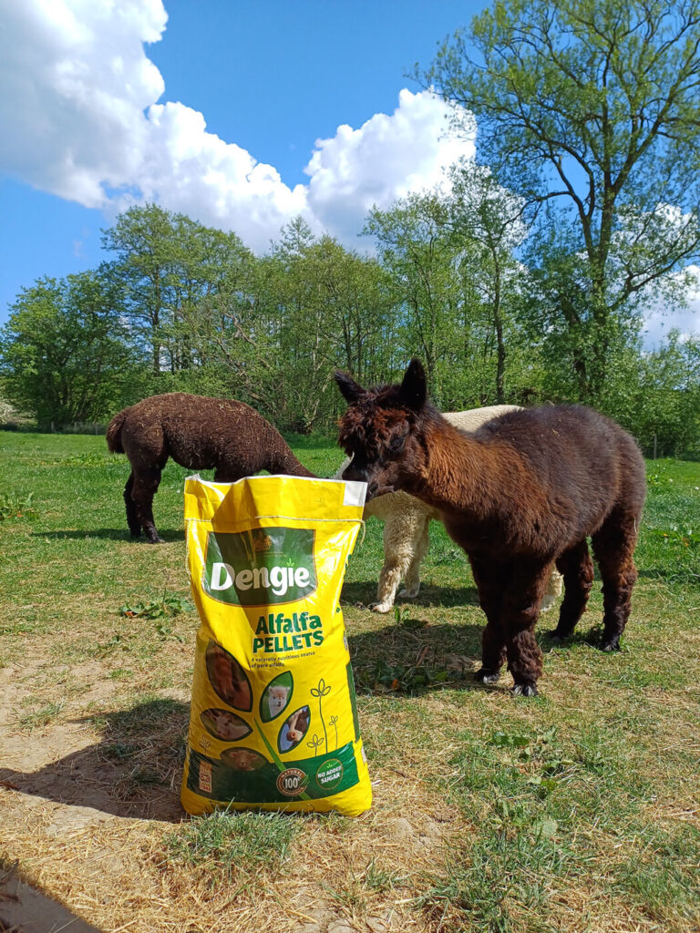 Alpaca standing in field with a bag of Dengie Alfalfa Pellets