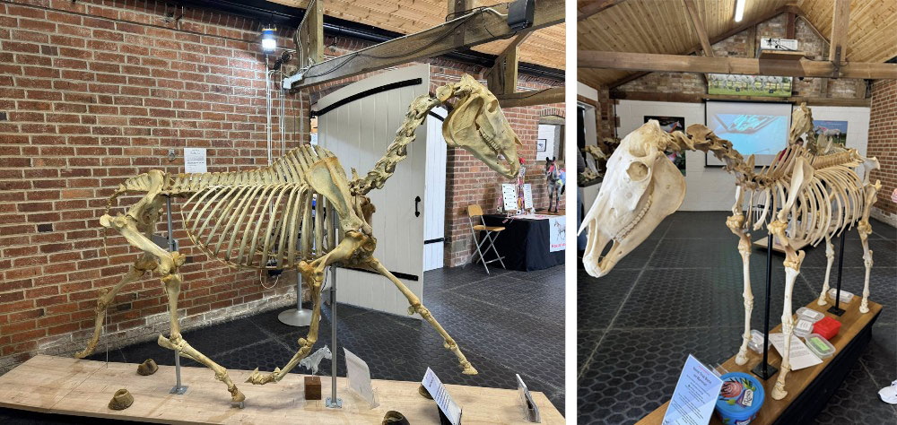 Horse Skeletons