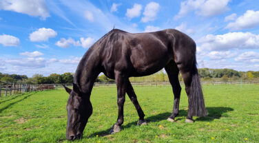 Horse grazing in field