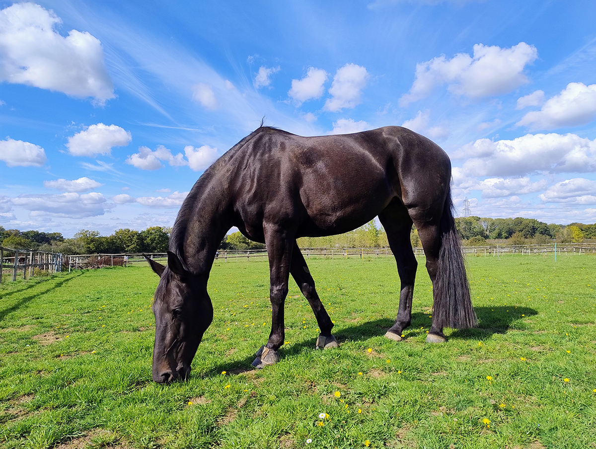Horse grazing in field