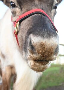 Reindeer muzzle