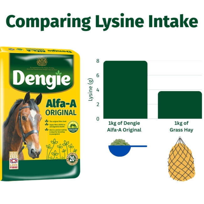 Lysine Intake Chart