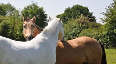 two horses scratching