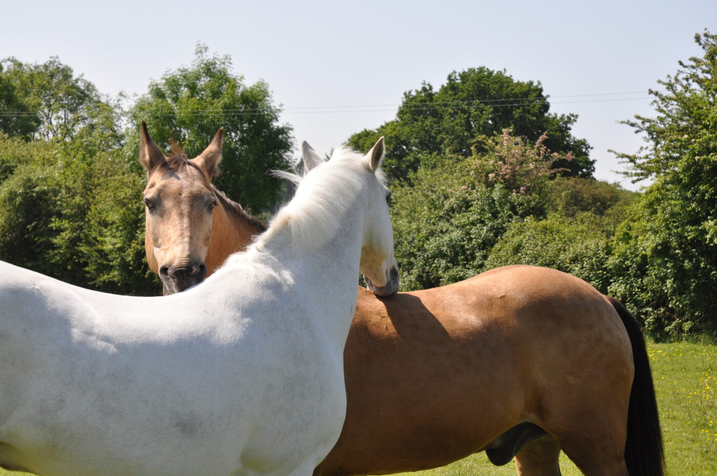 two horses scratching