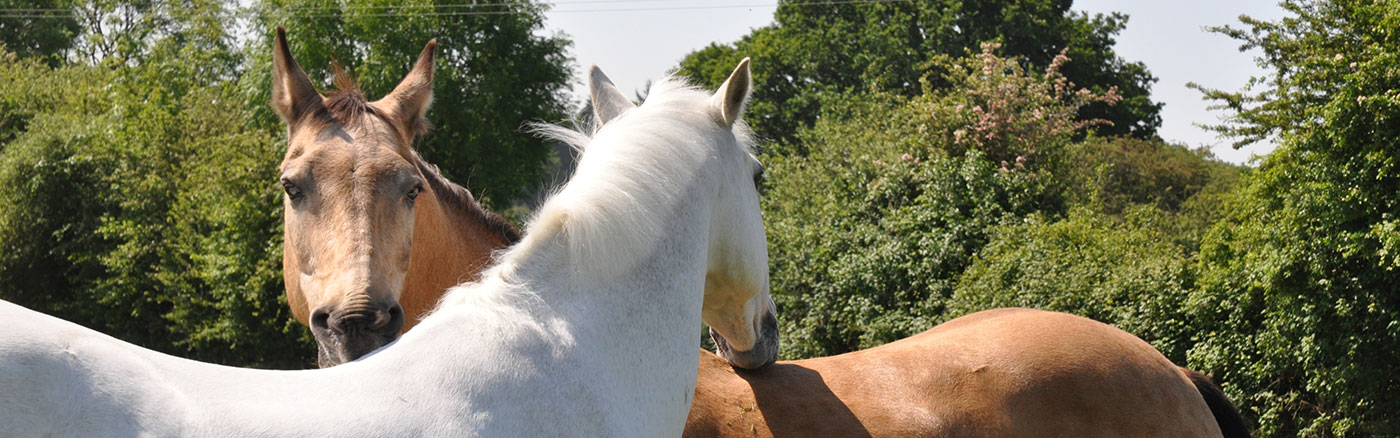 Enrichment for horses