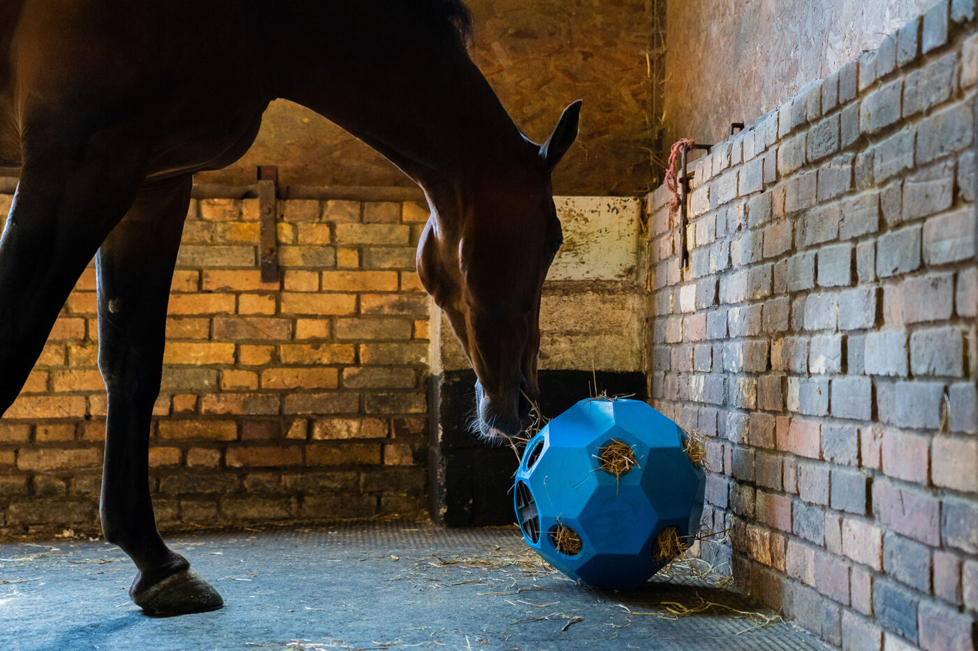 Horse playing with a forage ball in the stable