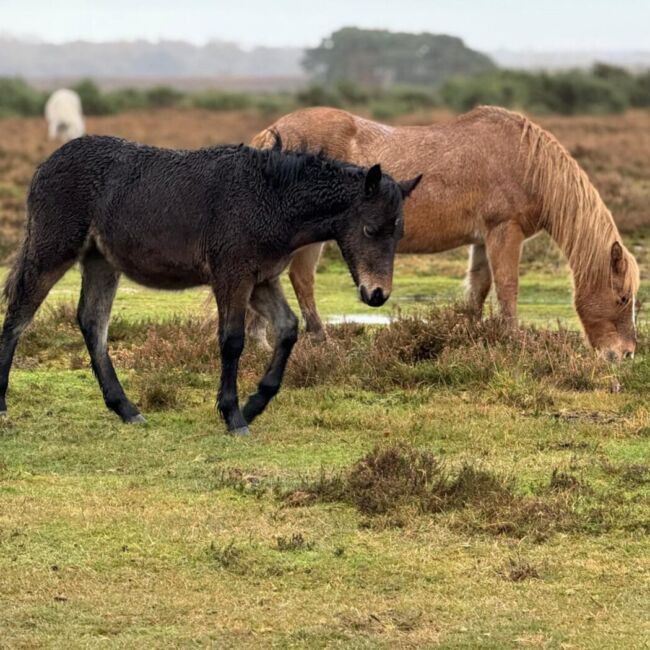 New forest ponies