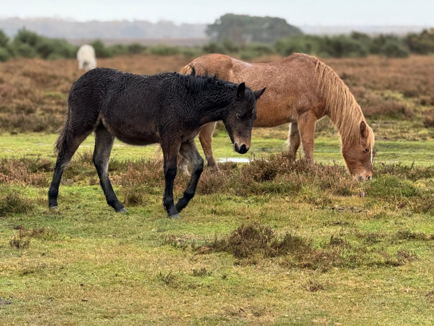 New forest ponies