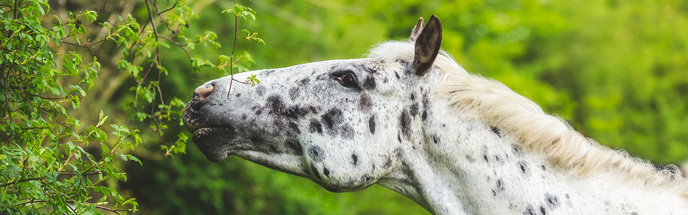 horse eating from hedge