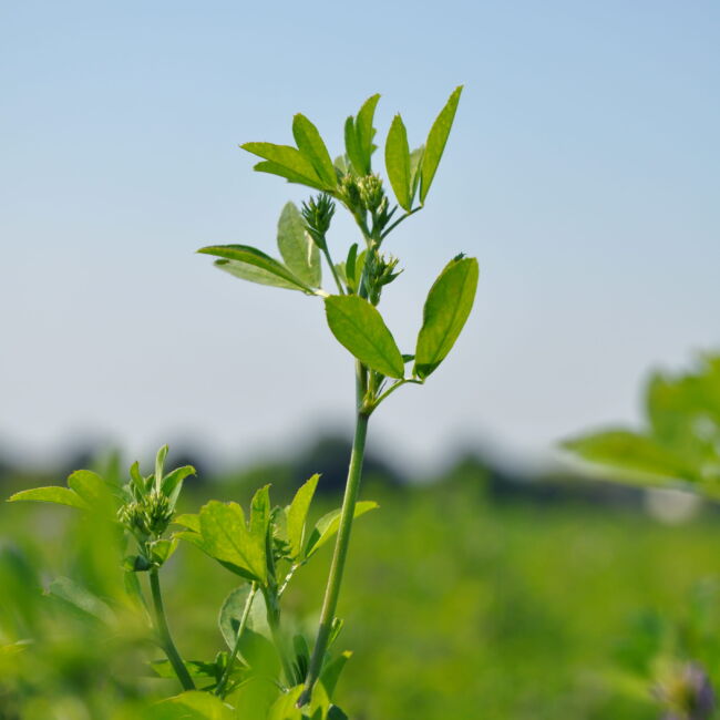 Alfalfa field