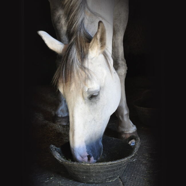 Horse eating from a bucket