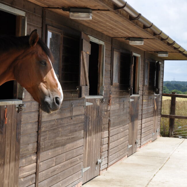 Horse looking out of stable door
