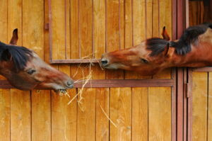 two horses reaching for hay