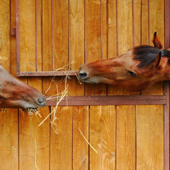 two horses reaching for hay