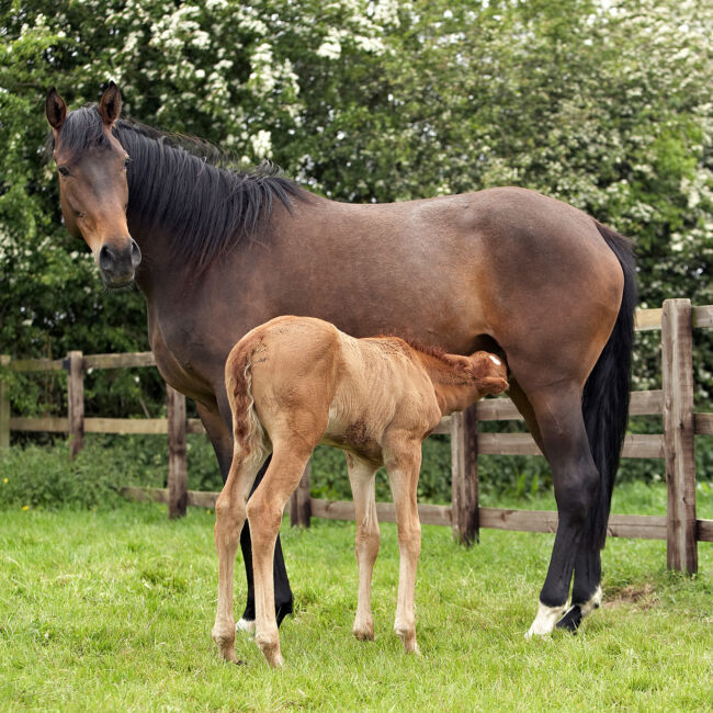 Broodmare and foal