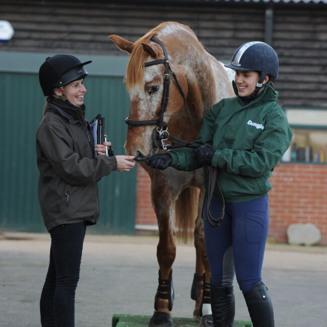 Nutritionist talking to a horse owner, with a horse standing on a portable weighbridge